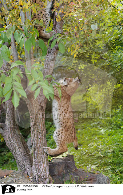 junger Luchs / young lynx / PW-18559