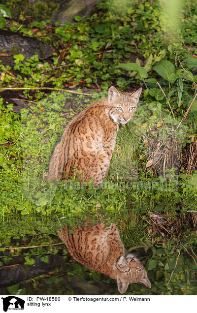 sitzender Luchs / sitting lynx / PW-18580