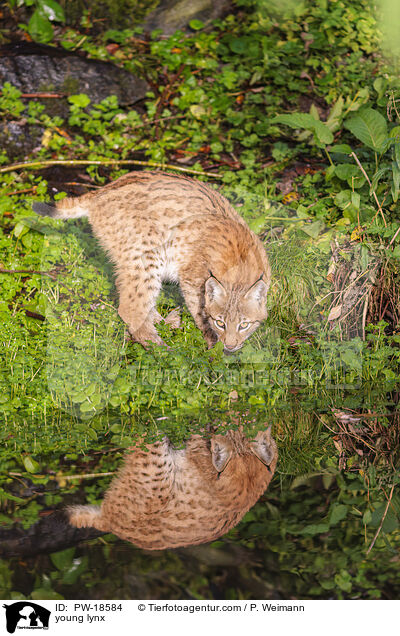junger Luchs / young lynx / PW-18584