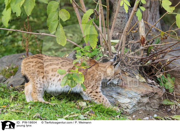 junger Luchs / young lynx / PW-18604