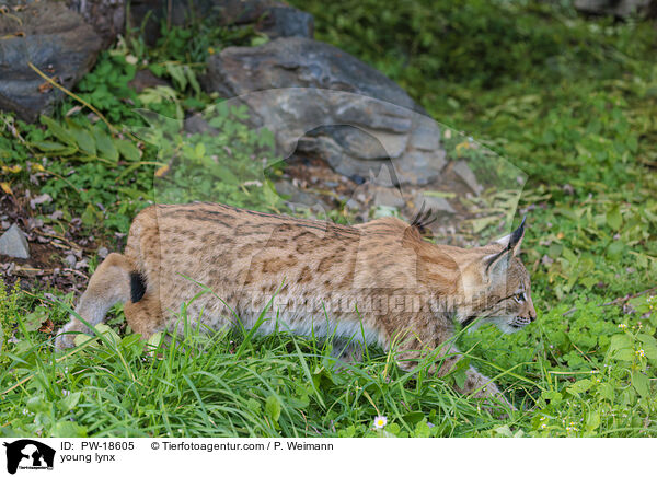 junger Luchs / young lynx / PW-18605