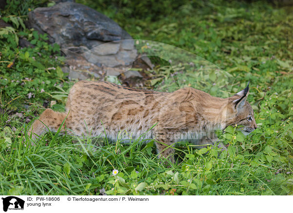 junger Luchs / young lynx / PW-18606