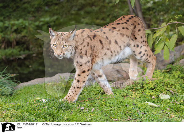 Luchs / lynx / PW-18617