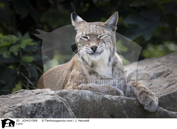 Luchs / Lynx / JOH-01589