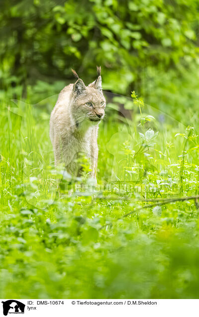 Luchs / lynx / DMS-10674