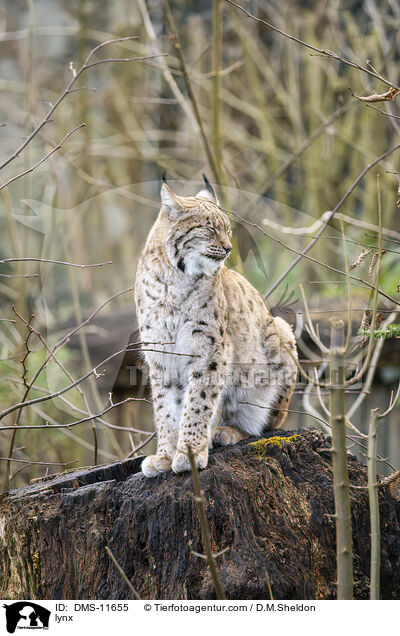 Luchs / lynx / DMS-11655