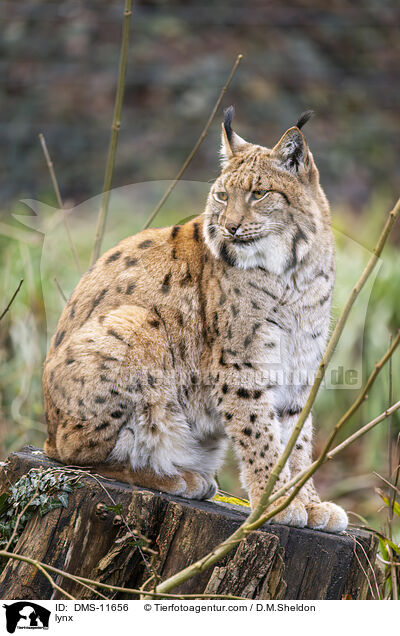 Luchs / lynx / DMS-11656