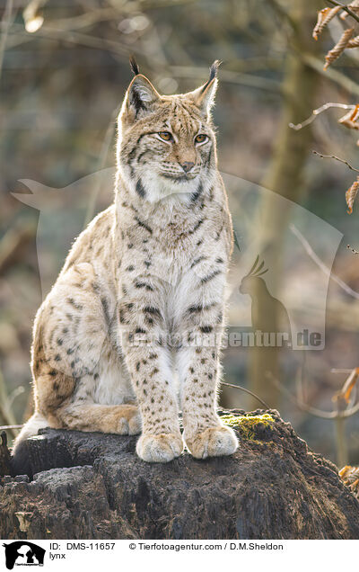 Luchs / lynx / DMS-11657