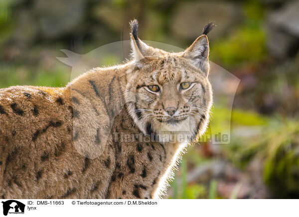 Luchs / lynx / DMS-11663