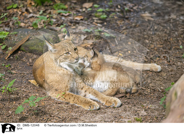 Luchs / lynx / DMS-12046
