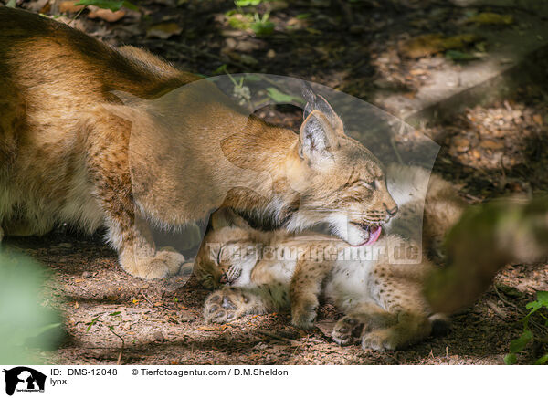 Luchs / lynx / DMS-12048