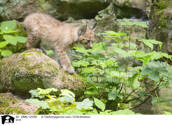 Luchs / lynx / DMS-12056