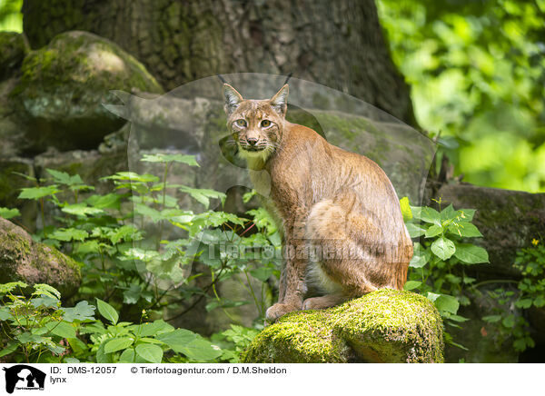 Luchs / lynx / DMS-12057