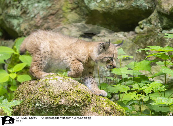 Luchs / lynx / DMS-12059