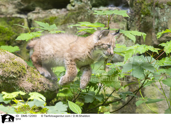 Luchs / lynx / DMS-12060