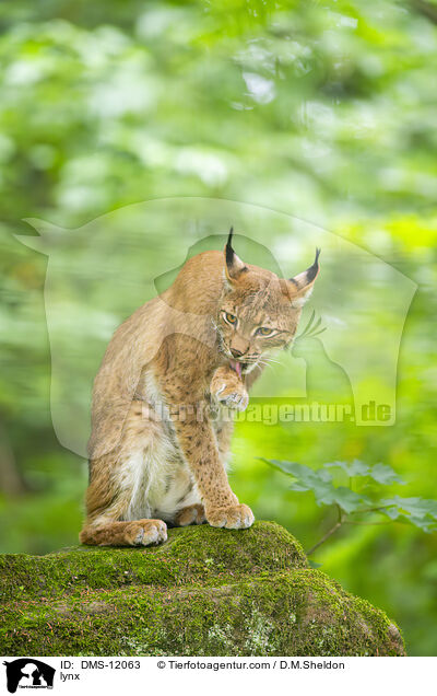 Luchs / lynx / DMS-12063