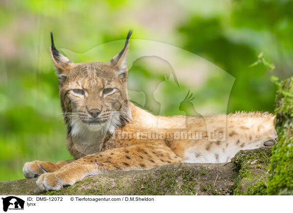 Luchs / lynx / DMS-12072