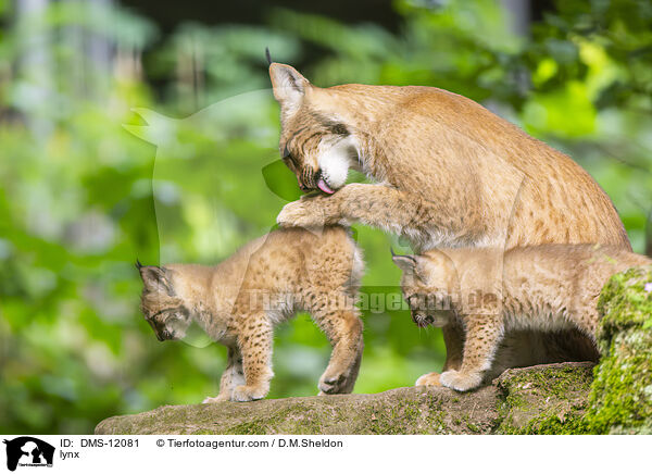 Luchs / lynx / DMS-12081