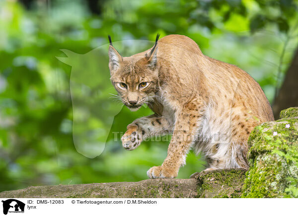 Luchs / lynx / DMS-12083