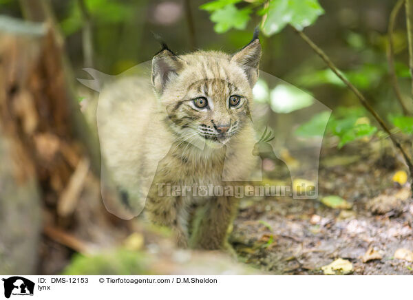 Luchs / lynx / DMS-12153