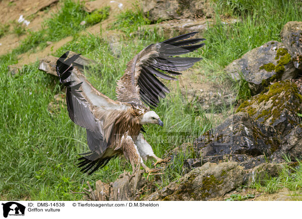 Gnsegeier / Griffon vulture / DMS-14538