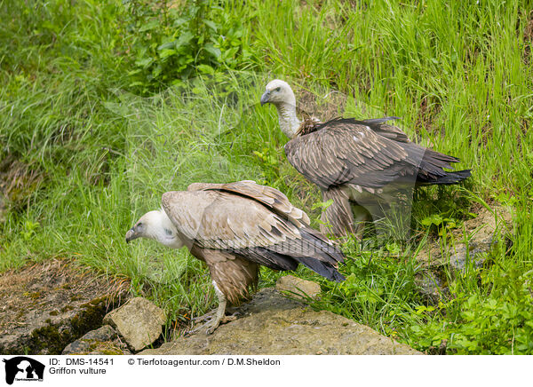 Gnsegeier / Griffon vulture / DMS-14541