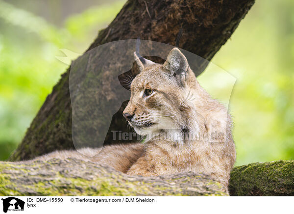 Luchs / lynx / DMS-15550