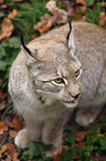 lynx