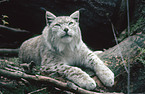 lynx