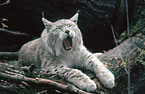 yawning lynx