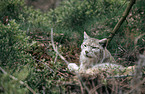 eurasian lynx