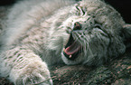 eurasian lynx