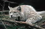 eurasian lynx