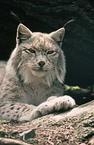 eurasian lynx