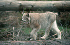 eurasian lynx