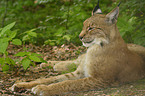 lying lynx