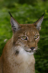 lynx portrait