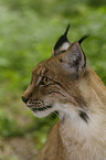 lynx profile