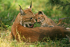 Lynx mother with kitten