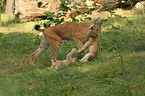 Lynx mother with kitten