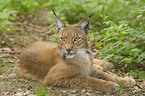 lying lynx
