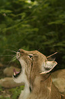 gaping lynx