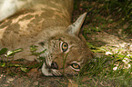 lying lynx