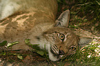 lying lynx