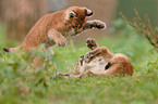 playing young lynxes