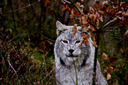 lynx