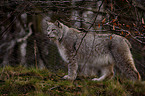 lynx