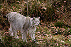 lynx