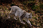 lynx