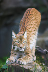 lynx